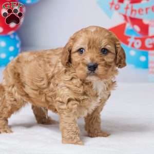 Cyrus, Cavapoo Puppy